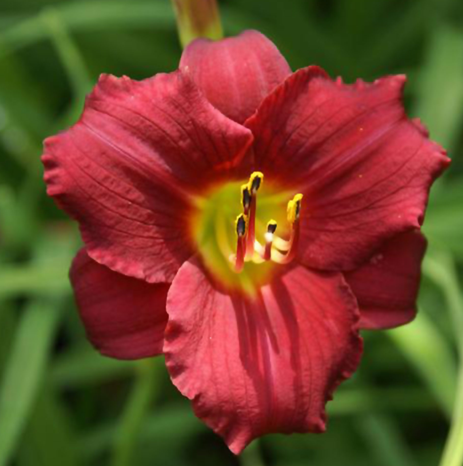 Hemerocallis 'Ruby Stella'